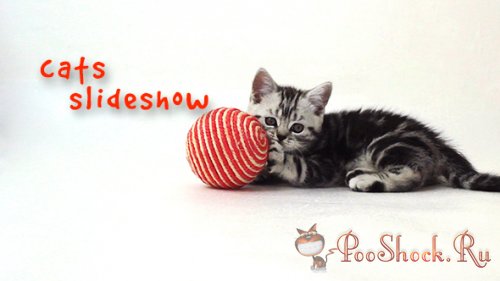 VideoHive - Cats Slideshow (AE-Project)