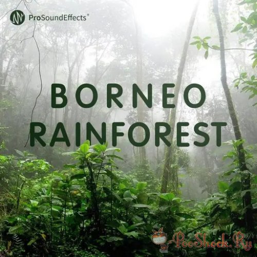 Pro Sound Effects - Borneo Rainforest (WAV)